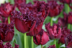 Tulipe frang�e 'Labrador'