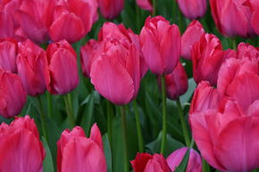 Tulipe Darwin 'Lady van Eijk'
