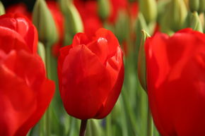 Tulipe de Darwin 'Lalibela'