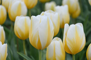Tulipe 'Lemon Chiffon'