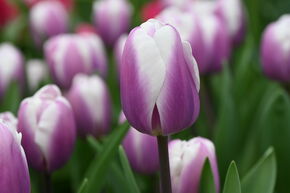 Tulipe Triumph 'Librije'