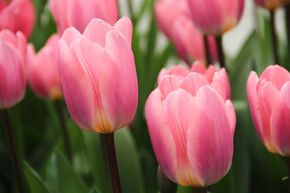 Tulipe Darwin 'Light and Dreamy'