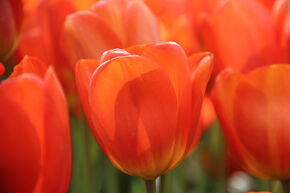 Tulipe Darwin 'Lighting Sun'