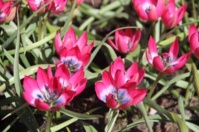 M�lange de bulbes 'Fr�her Bl�tenteppich f�r Insekten' (Tapis de fleurs pr�coces pour les insectes)