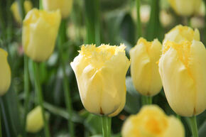 Tulipe frang�e 'Maja'