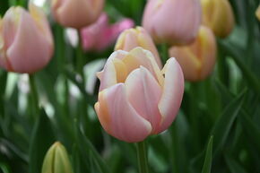 Tulipe Triumph 'Mango Charm'