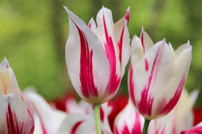 Tulipe � fleurs de lis 'Marilyn'