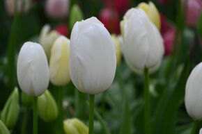 Tulipe simple tardive 'Maureen'
