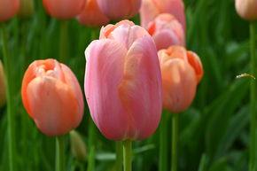 Tulipe simple tardive 'Menton'