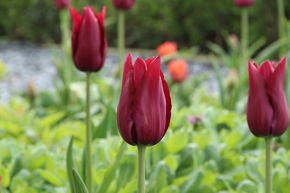 Tulipe � fleurs de lis 'Merlot'