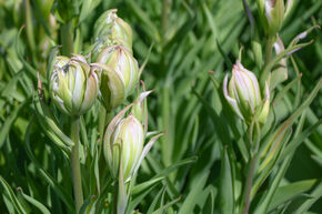Tulipe Fosteriana 'Mystery Valley'