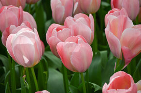 Tulipe de Darwin 'Mystic van Eijk'