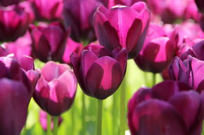 Tulipe triomphante 'Negrita'