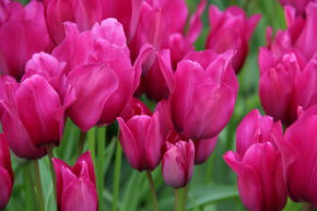 Tulipe simple tardive 'Night Club'