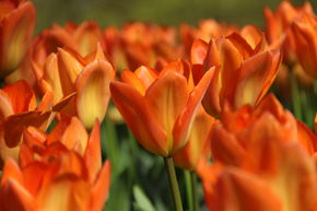 Tulipe Fosteriana 'Orange Emperor'