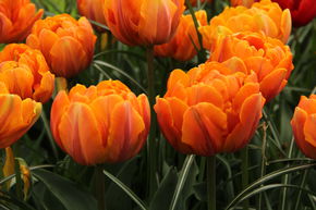 Tulipe � fleurs doubles 'Orange Princess'
