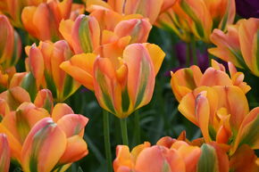 Tulipe verte 'Orange Marmalade'