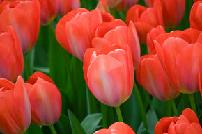 Tulipe de Darwin 'Orange van Eijk'