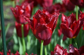 Tulipe frang�e 'Pacific Pearl'
