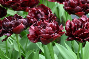 Tulipe double 'Palmyra'