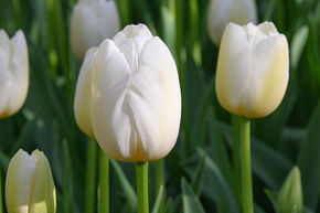 Tulipe 'Pays-Bas'
