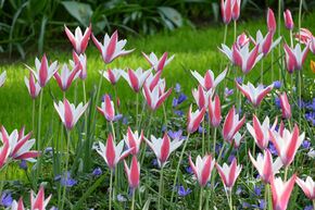 Tulipe sauvage 'Peppermintstick'