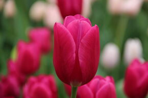 Tulipe Triumph 'Pink Ardour'