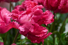 Tulipe perroquet 'Power Parrot'