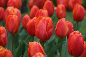 Tulipe triomphante 'Prins Willem Alexander'