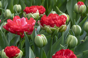 Tulipe double 'Promiss'