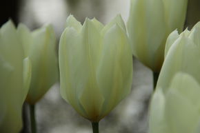 Tulipe Fosteriana 'Purissima'