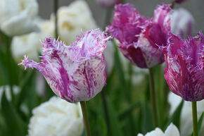 Tulipe frang�e 'Purple Circus'