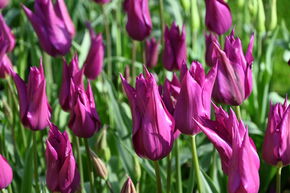 Tulipe � fleurs de lys 'Purple Dream'