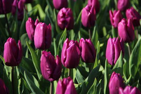 Tulipe pr�coce simple 'Purple Prince'