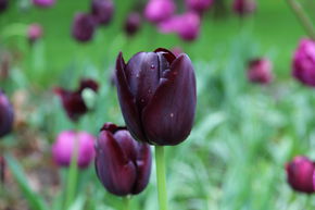 Tulipe simple tardive 'Queen of Night'
