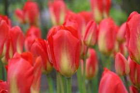Tulipe Fosteriana 'Red Alert'