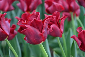 Tulipe Coronet 'Red Dress'