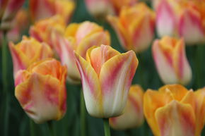 Tulipe triomphante 'Salmon Dynasty'