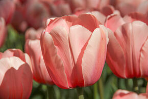 Tulipe de Darwin 'Salmon Impression'