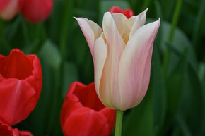 Tulipe 'Sanne'