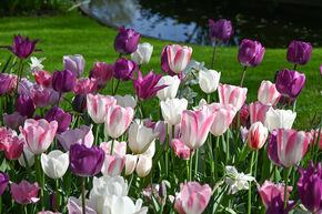 Tulipes Darwin - m�lange