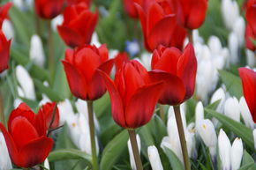 Tulipe sauvage 'Showwinner'