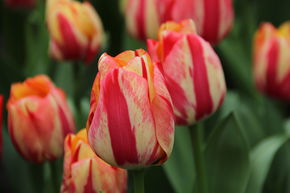 Tulipe simple tardive 'Spryng Break'