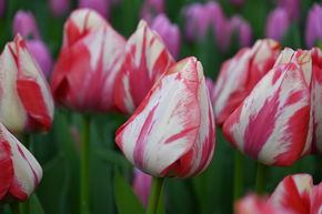 Tulipe triomphante 'Spryng Rembrandt'