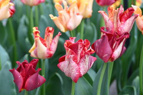 Tulipe Coronet 'Striped Crown'