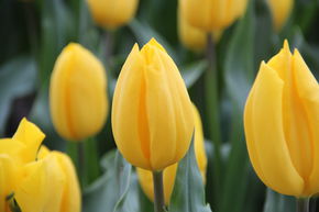 Tulipe Triomphe 'Strong Gold'