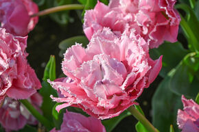 Tulipe double 'Sugar Crystal'