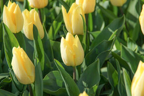 Tulipe pr�coce simple 'Sunny Prince'