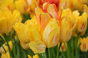 Tulipe multiflores 'Sunshine Club'