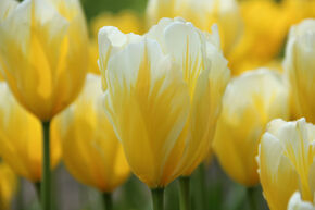 Tulipe simple pr�coce 'Sweet Heart'